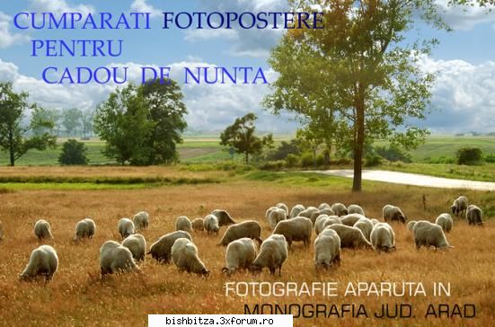 oferiti cadou de nunta - Oferiti cadou de nunta fotopostere realizate de - Foto & Video